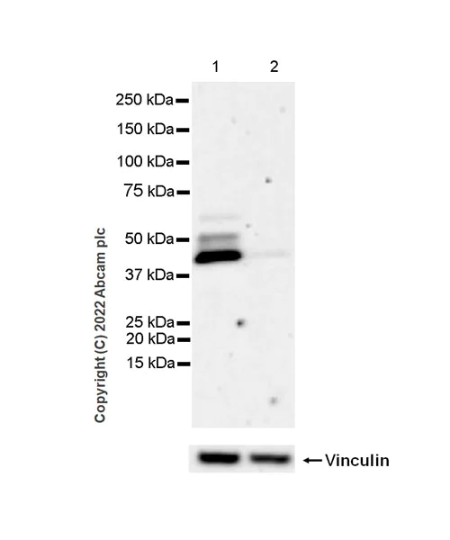 Western blot - Anti-SPHK1 antibody [EPR24511-37] (BSA and Azide free) (AB302715)