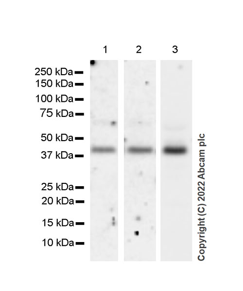 Western blot - Anti-SPHK1 antibody [EPR24511-37] (BSA and Azide free) (AB302715), expandable thumbnail