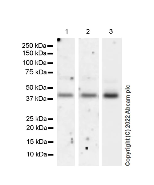 Western blot - Anti-SPHK1 antibody [EPR24511-37] (BSA and Azide free) (AB302715)