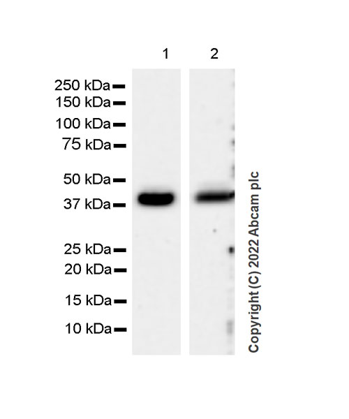 Western blot - Anti-SPHK1 antibody [EPR24511-37] (BSA and Azide free) (AB302715), expandable thumbnail