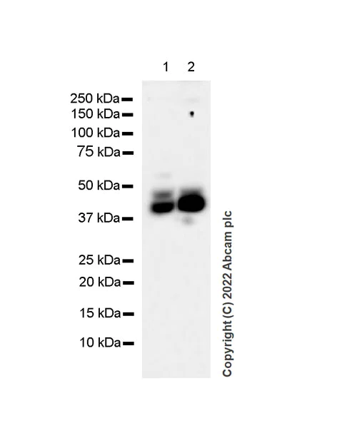 Western blot - Anti-SPHK1 antibody [EPR24511-37] (BSA and Azide free) (AB302715)