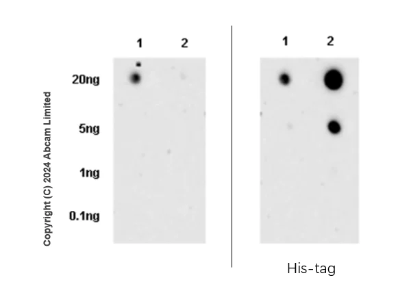 Dot Blot - Anti-SPHK2 antibody [EPR29189-33] - BSA and Azide free (AB320742)