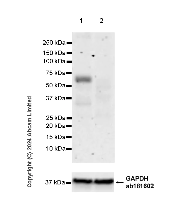 Western blot - Anti-SPHK2 antibody [EPR29189-33] - BSA and Azide free (AB320742)