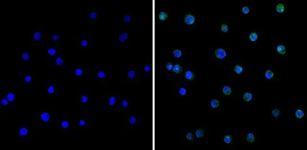 Immunocytochemistry/ Immunofluorescence - Anti-Spi2A antibody [MoFo 29.2] (AB36772)