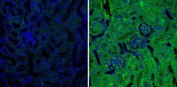 Immunohistochemistry (Formalin/PFA-fixed paraffin-embedded sections) - Anti-Spi2A antibody [MoFo 29.2] (AB36772)