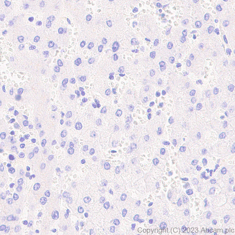 Immunohistochemistry (Formalin/PFA-fixed paraffin-embedded sections) - Anti-SPIB antibody [EPR26784-117] (AB309346)