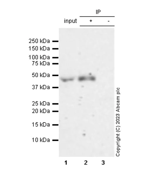 Immunoprecipitation - Anti-SPIB antibody [EPR26784-117] (AB309346)