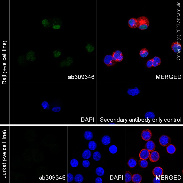 Immunocytochemistry/ Immunofluorescence - Anti-SPIB antibody [EPR26784-117] - BSA and Azide free (AB309347)