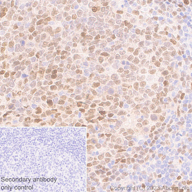 Immunohistochemistry (Formalin/PFA-fixed paraffin-embedded sections) - Anti-SPIB antibody [EPR26784-117] - BSA and Azide free (AB309347)