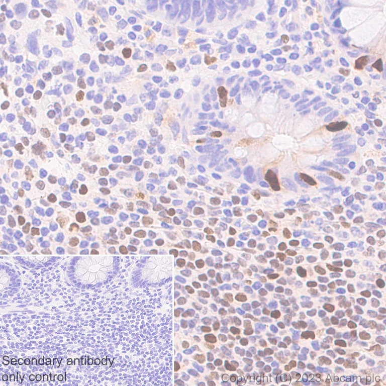 Immunohistochemistry (Formalin/PFA-fixed paraffin-embedded sections) - Anti-SPIB antibody [EPR26784-117] - BSA and Azide free (AB309347)