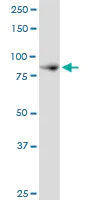 Western blot - Anti-SPIN90 antibody (AB88467)