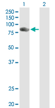 Western blot - Anti-SPIN90 antibody (AB88467), expandable thumbnail