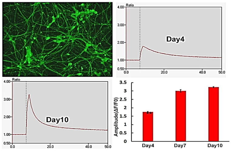 Functional Studies - Spinal Astrocytes - Human iPSC derived cells (Male, WC-30) (AB315370)