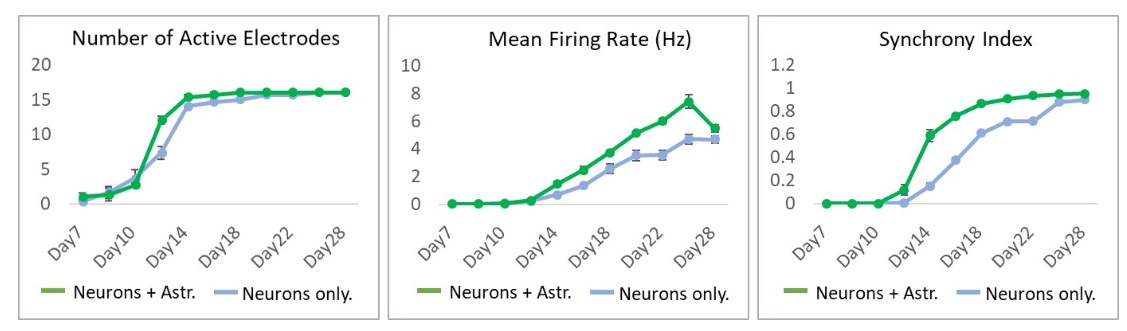 Functional Studies - Spinal Astrocytes  - Human iPSC derived cells (Male, WC-30) (AB315370), expandable thumbnail