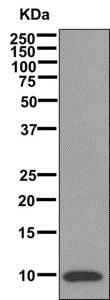 Western blot - Anti-SPINK4 antibody [EPR12492] - BSA and Azide free (AB249896)