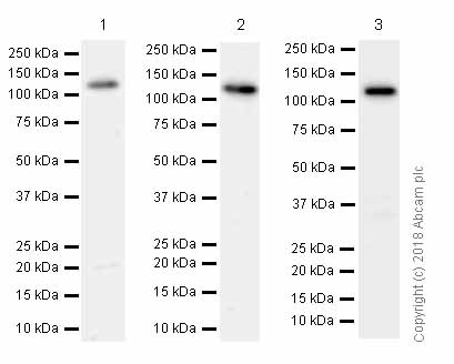 Western blot - Anti-SPINK5/LEKTI antibody [EPR8777] - BSA and Azide free (AB232501)