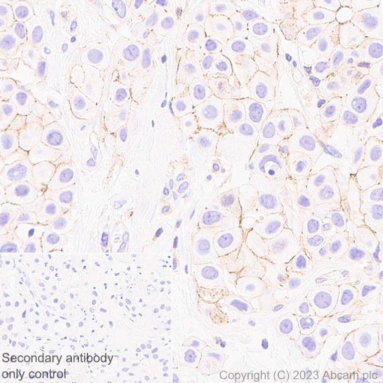 Immunohistochemistry (Formalin/PFA-fixed paraffin-embedded sections) - Anti-Spinophilin/Neurabin 2 antibody [EPR26265-105] (AB309135)