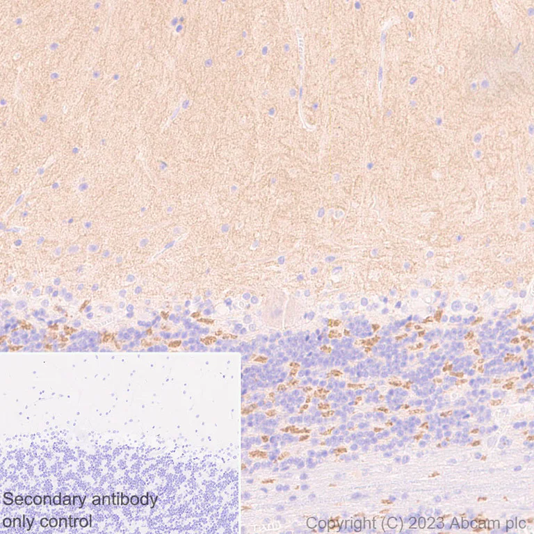 Immunohistochemistry (Formalin/PFA-fixed paraffin-embedded sections) - Anti-Spinophilin/Neurabin 2 antibody [EPR26265-105] (AB309135)