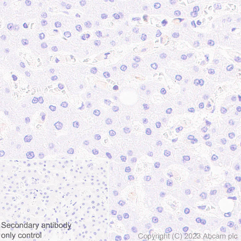 Immunohistochemistry (Formalin/PFA-fixed paraffin-embedded sections) - Anti-Spinophilin/Neurabin 2 antibody [EPR26265-105] (AB309135)