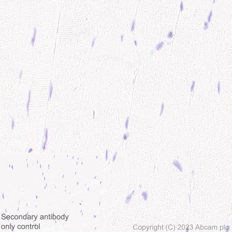 Immunohistochemistry (Formalin/PFA-fixed paraffin-embedded sections) - Anti-Spinophilin/Neurabin 2 antibody [EPR26265-105] (AB309135)