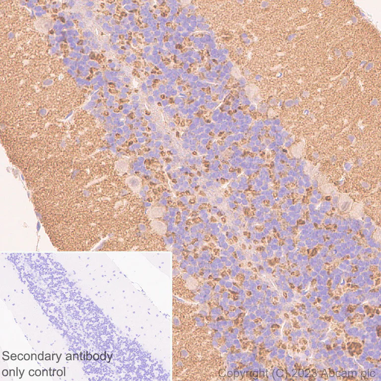 Immunohistochemistry (Formalin/PFA-fixed paraffin-embedded sections) - Anti-Spinophilin/Neurabin 2 antibody [EPR26265-105] (AB309135)