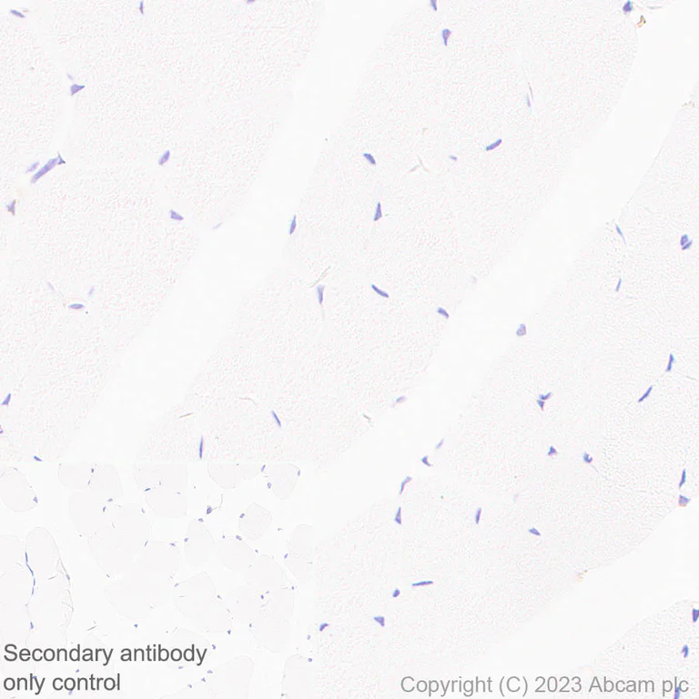 Immunohistochemistry (Formalin/PFA-fixed paraffin-embedded sections) - Anti-Spinophilin/Neurabin 2 antibody [EPR26265-105] (AB309135)