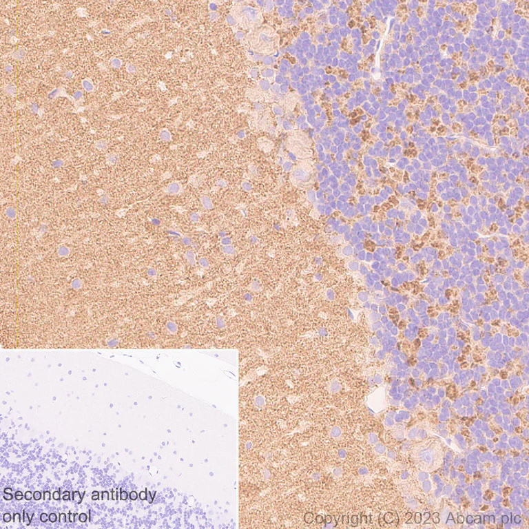 Immunohistochemistry (Formalin/PFA-fixed paraffin-embedded sections) - Anti-Spinophilin/Neurabin 2 antibody [EPR26265-105] (AB309135)