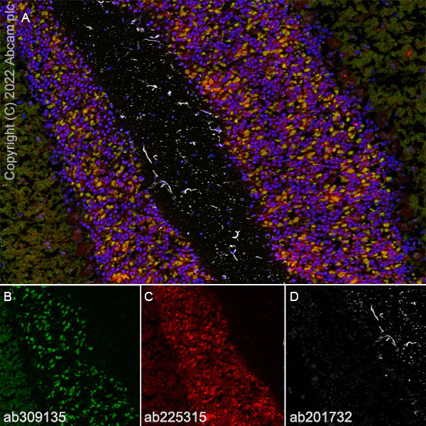 Immunohistochemistry (Frozen sections) - Anti-Spinophilin/Neurabin 2 antibody [EPR26265-105] (AB309135)