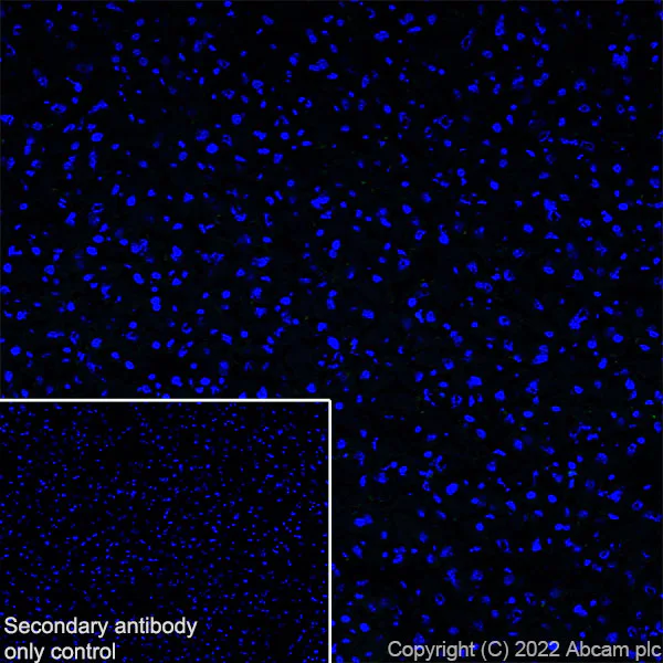Immunohistochemistry (Frozen sections) - Anti-Spinophilin/Neurabin 2 antibody [EPR26265-105] (AB309135)