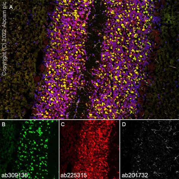 Immunohistochemistry (Frozen sections) - Anti-Spinophilin/Neurabin 2 antibody [EPR26265-105] (AB309135)