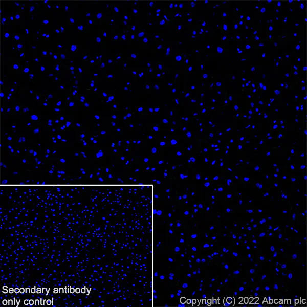 Immunohistochemistry (Frozen sections) - Anti-Spinophilin/Neurabin 2 antibody [EPR26265-105] (AB309135)