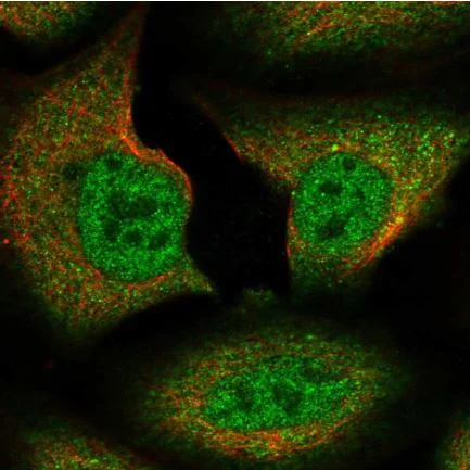 Immunocytochemistry/ Immunofluorescence - Anti-Spir-1 antibody (AB130403)