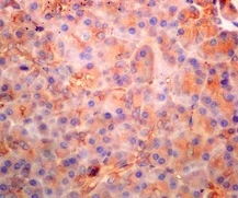 Immunohistochemistry (Formalin/PFA-fixed paraffin-embedded sections) - Anti-sPLA2-X antibody [EPR11202] - BSA and Azide free (AB249370)