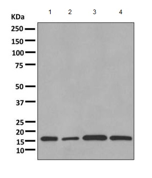 Western blot - Anti-sPLA2-X antibody [EPR11202] - BSA and Azide free (AB249370), expandable thumbnail
