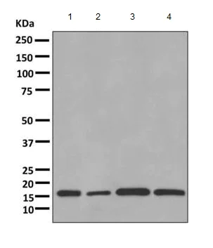 Western blot - Anti-sPLA2-X antibody [EPR11202] - BSA and Azide free (AB249370)