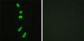 Immunocytochemistry/ Immunofluorescence - Anti-splicing factor 1 antibody (AB189274)