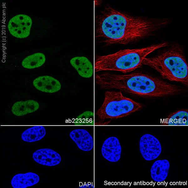 Immunocytochemistry/ Immunofluorescence - Anti-splicing factor 1 antibody [EPR22437-50] - BSA and Azide free (AB254199)