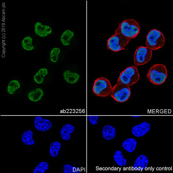 Immunocytochemistry/ Immunofluorescence - Anti-splicing factor 1 antibody [EPR22437-50] - BSA and Azide free (AB254199)