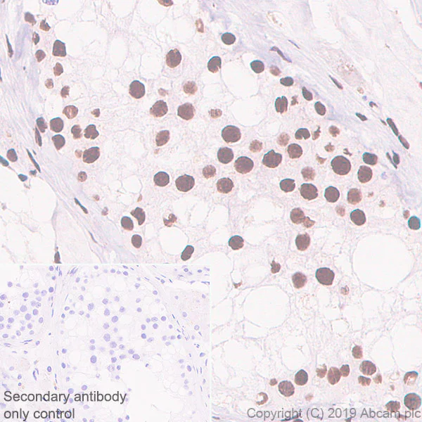 Immunohistochemistry (Formalin/PFA-fixed paraffin-embedded sections) - Anti-splicing factor 1 antibody [EPR22437-50] - BSA and Azide free (AB254199)