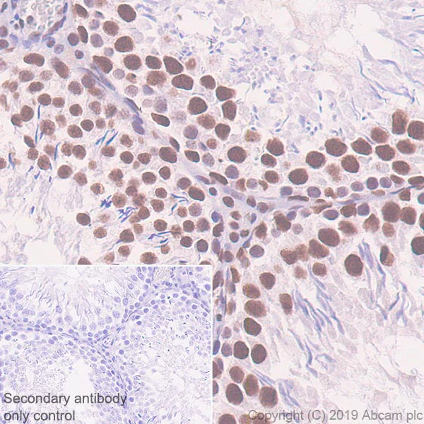 Immunohistochemistry (Formalin/PFA-fixed paraffin-embedded sections) - Anti-splicing factor 1 antibody [EPR22437-50] - BSA and Azide free (AB254199)