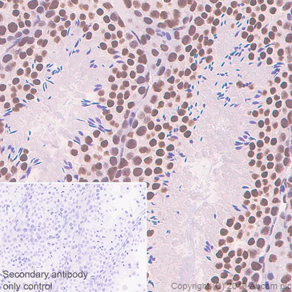 Immunohistochemistry (Formalin/PFA-fixed paraffin-embedded sections) - Anti-splicing factor 1 antibody [EPR22437-50] - BSA and Azide free (AB254199)