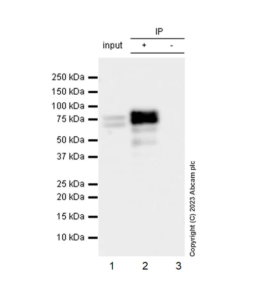 Immunoprecipitation - Anti-splicing factor 1 antibody [EPR22437-50] - BSA and Azide free (AB254199)