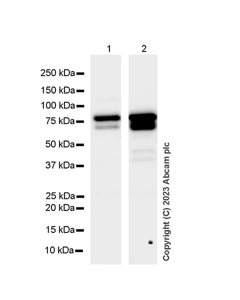 Western blot - Anti-splicing factor 1 antibody [EPR22437-50] - BSA and Azide free (AB254199)