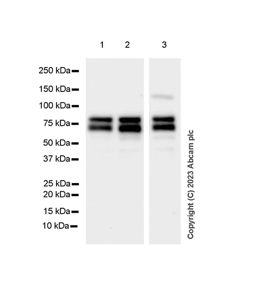 Western blot - Anti-splicing factor 1 antibody [EPR22437-50] - BSA and Azide free (AB254199)