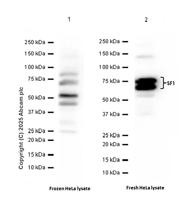Western blot - Anti-splicing factor 1 antibody [EPR22437-50] - BSA and Azide free (AB254199)