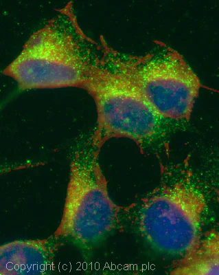 Immunocytochemistry/ Immunofluorescence - Anti-SPNS1 antibody (AB59971)