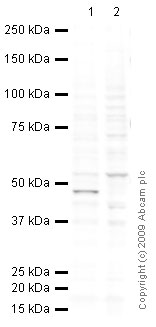 Western blot - Anti-SPNS1 antibody (AB59971), expandable thumbnail