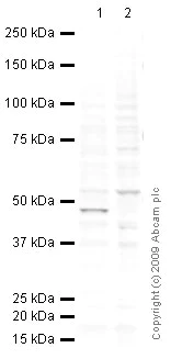 Western blot - Anti-SPNS1 antibody (AB59971)