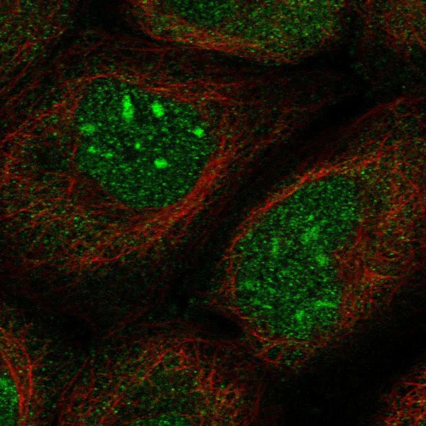Immunocytochemistry/ Immunofluorescence - Anti-SPOCD1 antibody (AB122188)