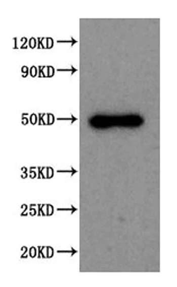 Western blot - Anti-SPOCK1 antibody (AB229935)